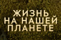 Жизнь на нашей планете