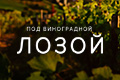 Под виноградной лозой